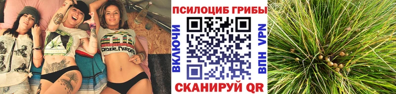 Галлюциногенные грибы MAGIC MUSHROOMS  купить наркоту  Зеленоградск 